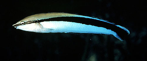 False cleanerfish